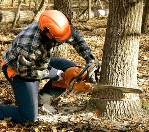 Tree Removal in Davis, IL